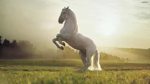 Image Majestic White Horse Rearing Wallpaper