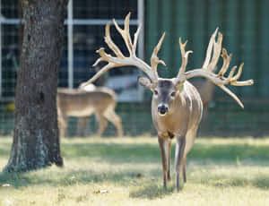 Image Majestic Whitetail Deer Set In A Rural Background Wallpaper