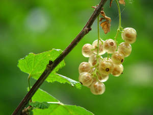 Immature Indian Gooseberry Fruit Wallpaper