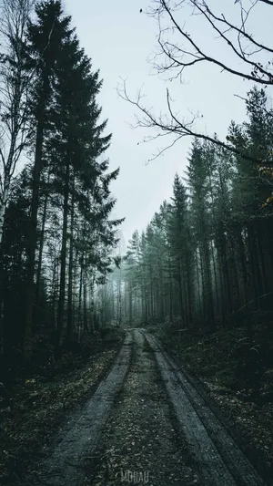 Immerse Yourself In The Thick Fog Of Peacefulness Wallpaper