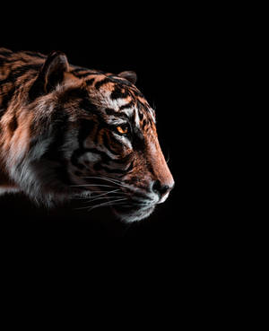 In The Dark Black Tiger Wallpaper