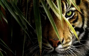 Indian Tiger Hiding Behind Leaves Wallpaper