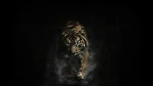 Indian Tiger Smoke Wallpaper