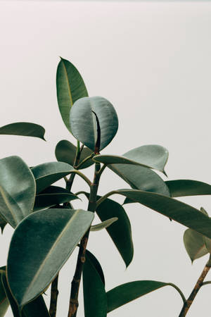 Indoor Rubber Tree Plant Aesthetic Wallpaper