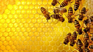 Industrious Bee Within The Hive Wallpaper