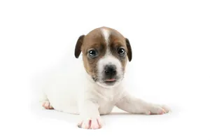Innocent Baby Dog About To Cry Wallpaper