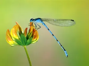 Insects Named Azure Damselfly Wallpaper