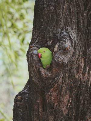 Inside Trunk Green Parrot Hd Wallpaper