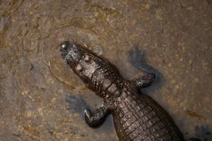 Intense Gaze Of The Predator Wallpaper