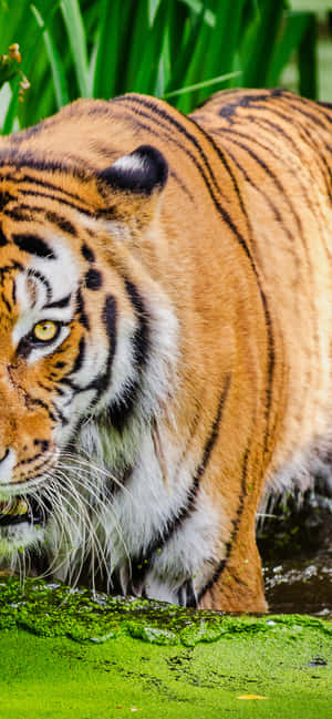 Introducing The Tiger Phone, The Sleekest Device In The Tech World. Wallpaper