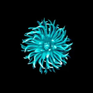 Ios 8 Cyan Flower Wallpaper