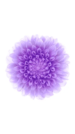 Ios 8 Lilac Flower Wallpaper
