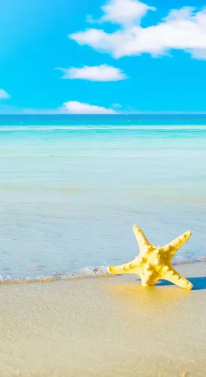 Ios Beach Starfish Wallpaper