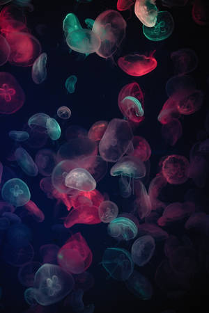 Iphone 11 Black Jellyfish Wallpaper