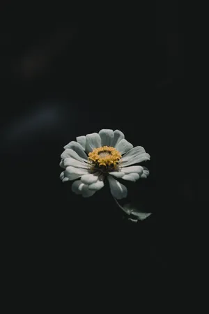 Iphone 11 Pro Max 4k Daisy Wallpaper