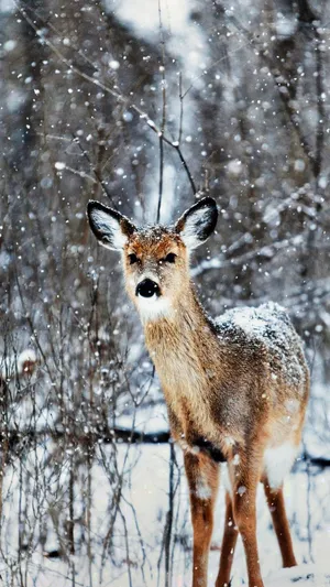 Iphone 12 Pro Max Deer Winter Wallpaper