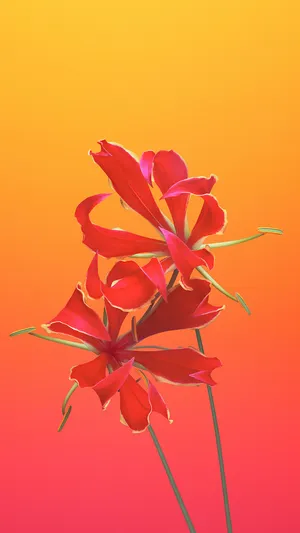 Iphone 6s Default Flame Lily Wallpaper