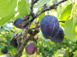 Italian Prune Plum Plant Orchard Wallpaper