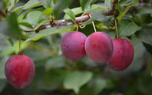 Italian Prune Plum Red Plump Fruits Wallpaper