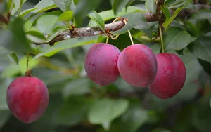 Italian Prune Plum Red Plump Fruits Wallpaper