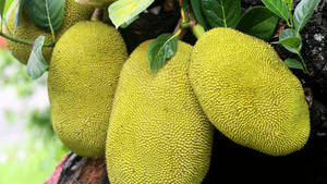 Jackfruit Tree With Unripe Fruits Wallpaper