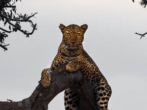 Jaguar At Tanzania Serengeti Park Wallpaper