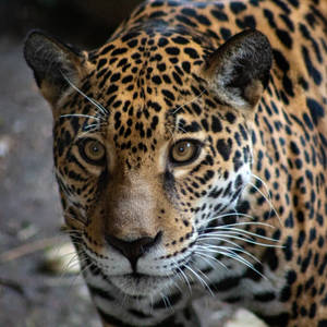 Jaguar Macro Eyes Wallpaper