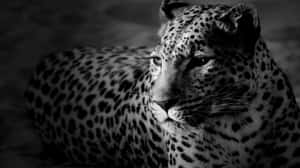 Jaguar Roaming In Its Natural Habitat Wallpaper