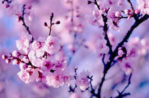 Japanese Cherry Blossoms Wallpaper