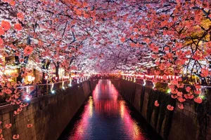 Japanese Hd Meguro River And Cherry Blossoms Wallpaper