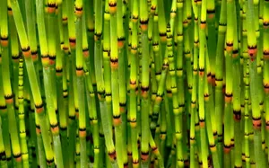Japanese Horsetail Bamboo Hd Wallpaper