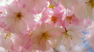 Japanese Tree Pink Flower Wallpaper