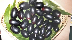 Java Plums Inside Weave Basket Wallpaper