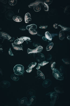 Jellyfish Iphone Dark Wallpaper