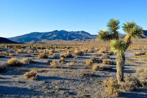 Joshua Tree Death Valley Wallpaper