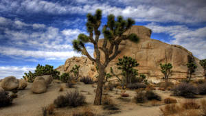 Joshua Tree National Park Darkish Clouds Wallpaper