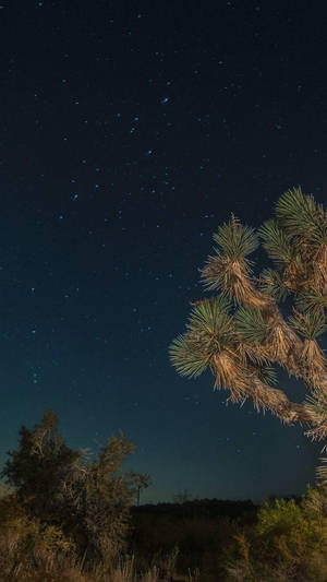 Joshua Tree National Park Night Tree Closeup Wallpaper