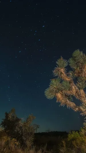 Joshua Tree National Park Night Tree Closeup Wallpaper