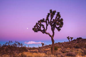 Joshua Tree National Park Purple Sky Wallpaper