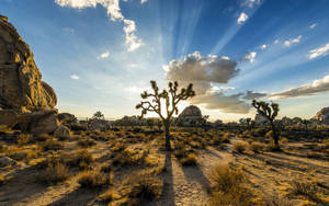 Joshua Tree National Park Sun Rays Wallpaper