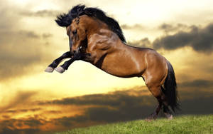 Jumping Brown Running Horse Wallpaper