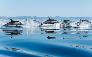 Jumping Dolphins Spray Water Wallpaper