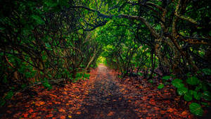 Jupiter Forest Florida Wallpaper