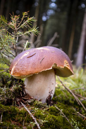 King Bolete Mushroom Wallpaper