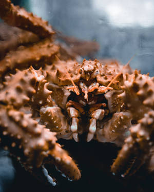 King Crab Face Close-up Wallpaper