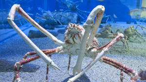 King Crab In An Aquarium Wallpaper