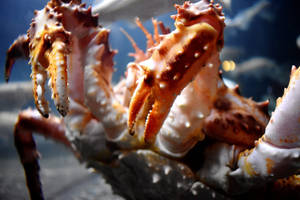 King Crab With Claws Up Wallpaper