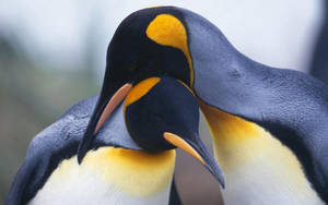 King Penguins Close Up Wallpaper