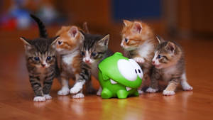 Kittens_ Meeting_ Green_ Toy Wallpaper