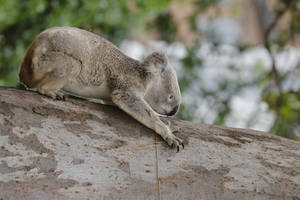 Koala Climbing A Tree Wallpaper